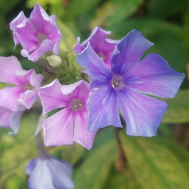 plant image 786044