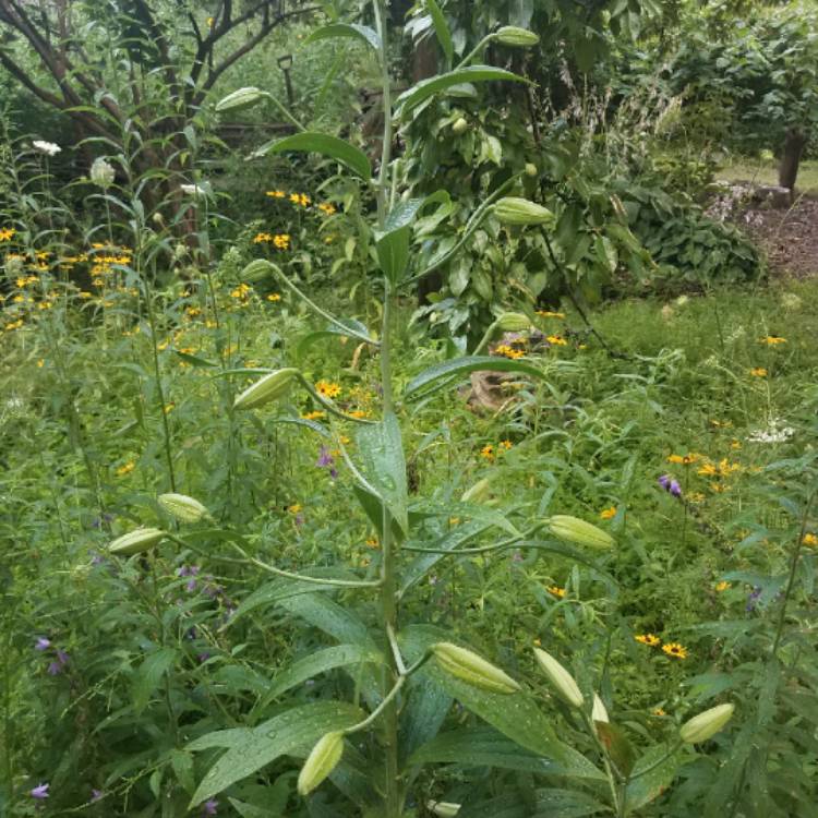 plant image 786681 plant image 786681