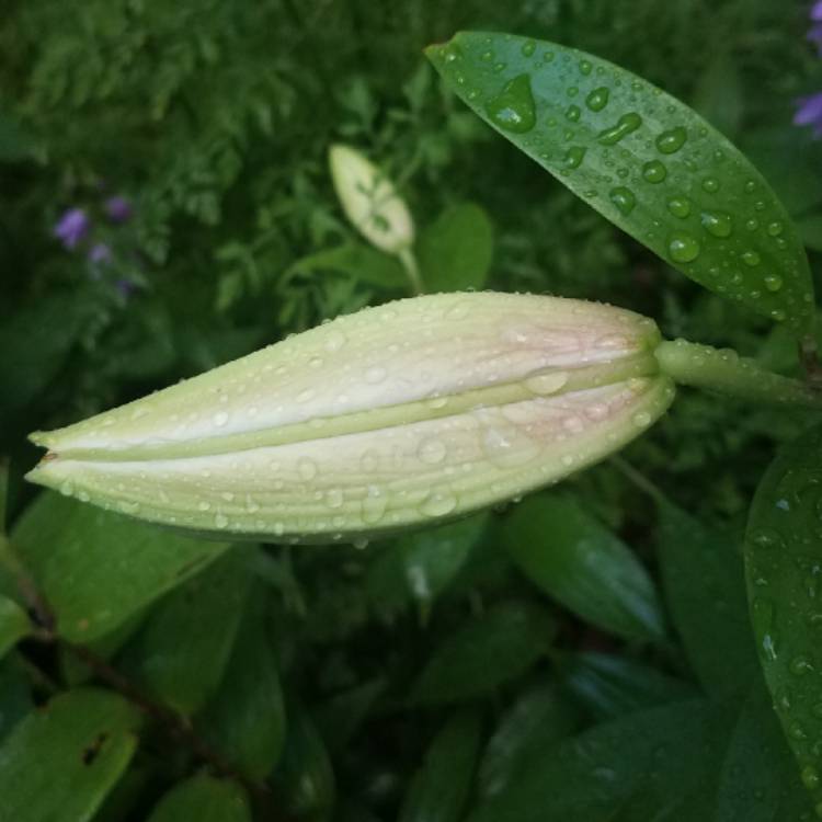 plant image 787309 plant image 787309