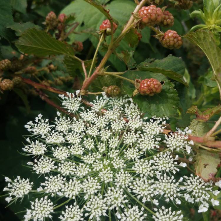 plant image 788668 plant image 788668