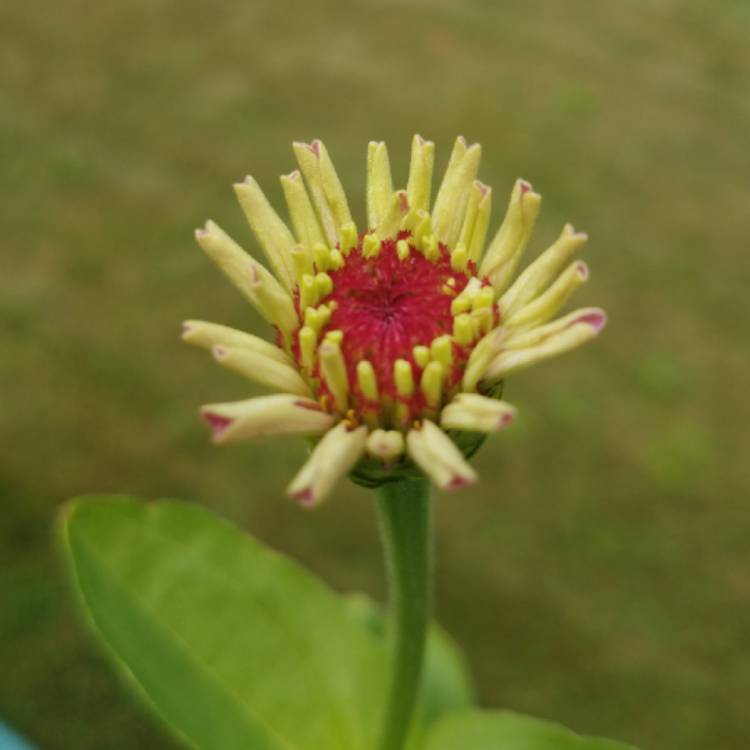 plant image 795492 plant image 795492