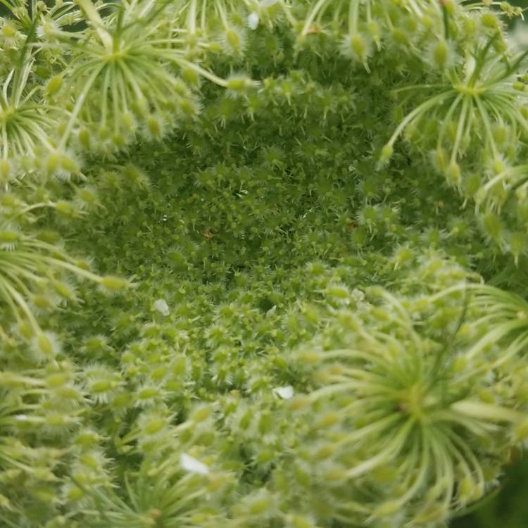 plant image 796365 plant image 796365