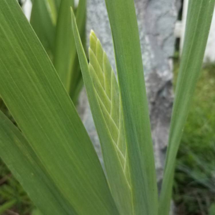 plant image 806381