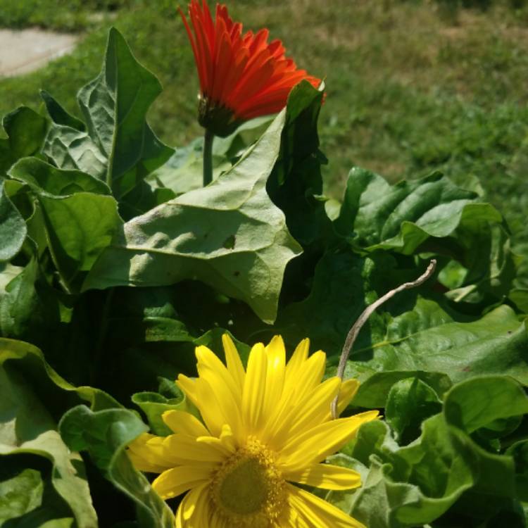 plant image 809426 plant image 809426