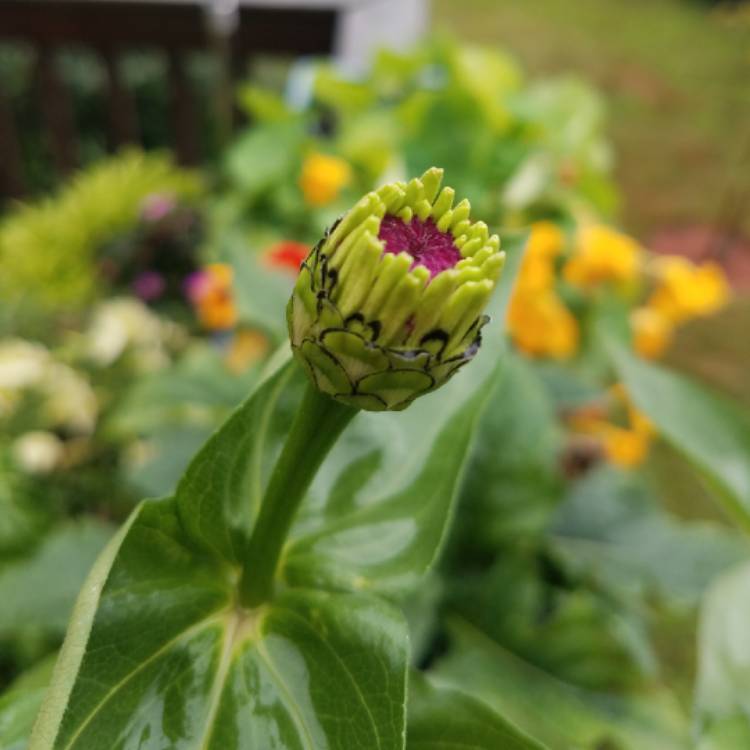 plant image 809430 plant image 809430