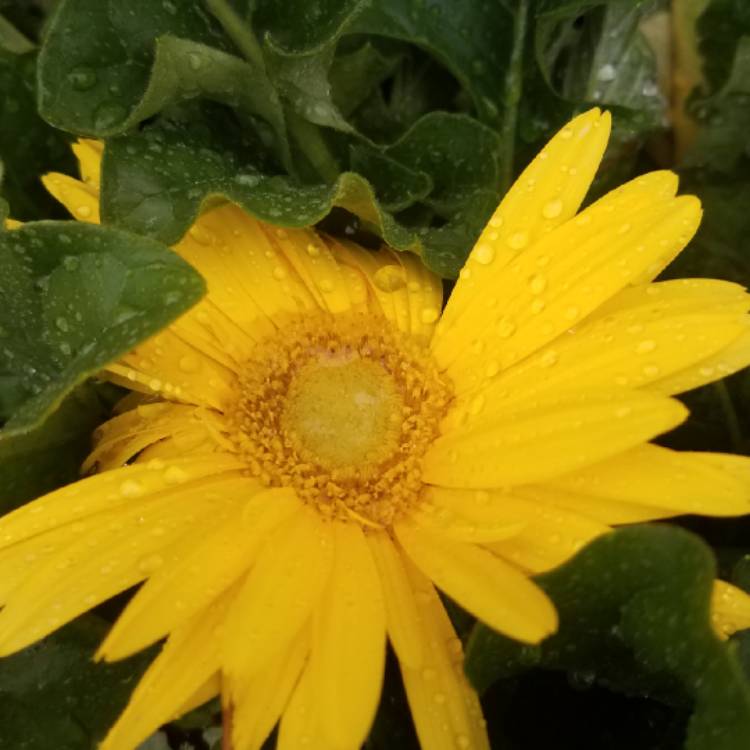 plant image 812733 plant image 812733