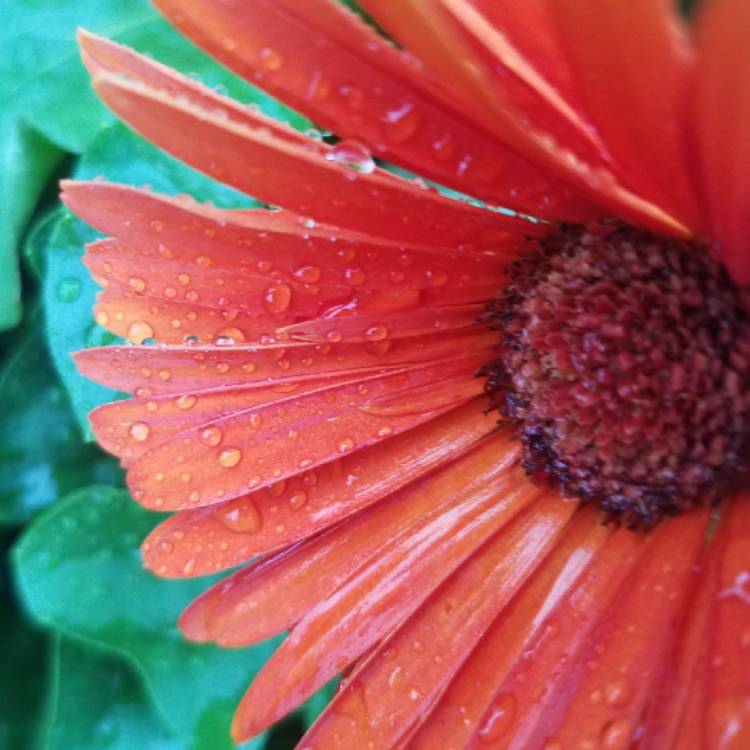 plant image 812735 plant image 812735