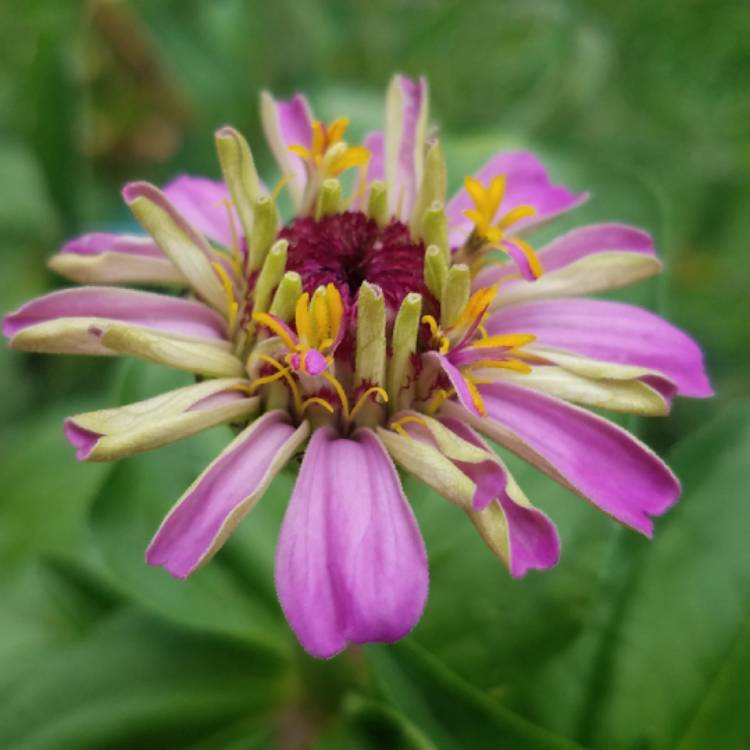 plant image 826802 plant image 826802