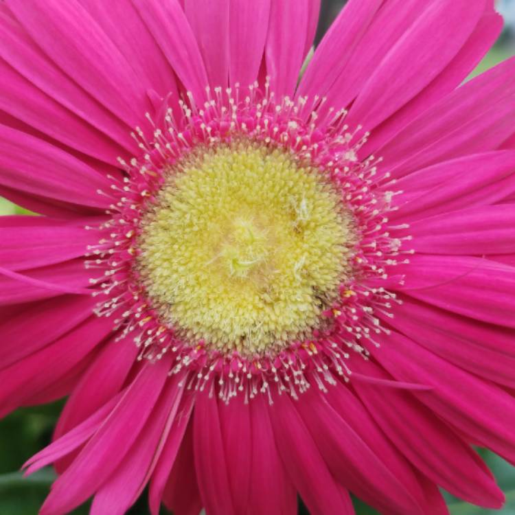plant image 826826 plant image 826826