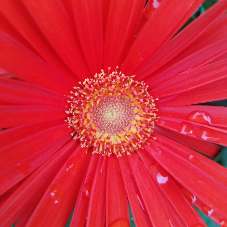 plant image 826828 plant image 826828