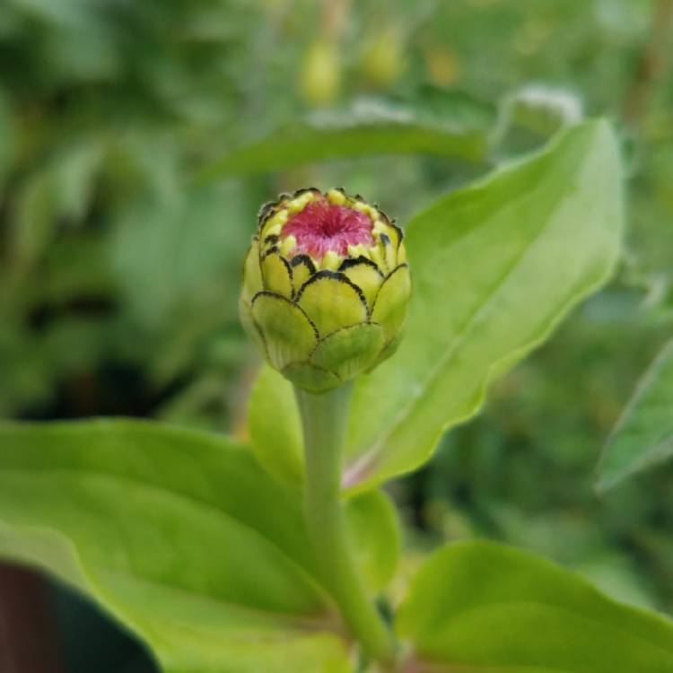 plant image 826868 plant image 826868