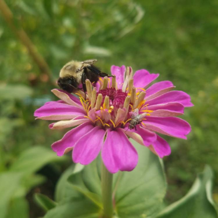 plant image 827410 plant image 827410
