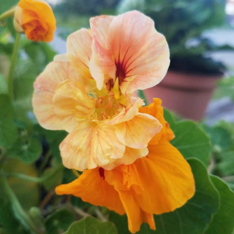 plant image 827714 plant image 827714