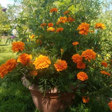 Tagetes patula hybrids