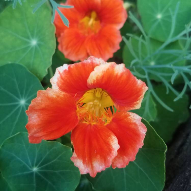 plant image 838256 plant image 838256