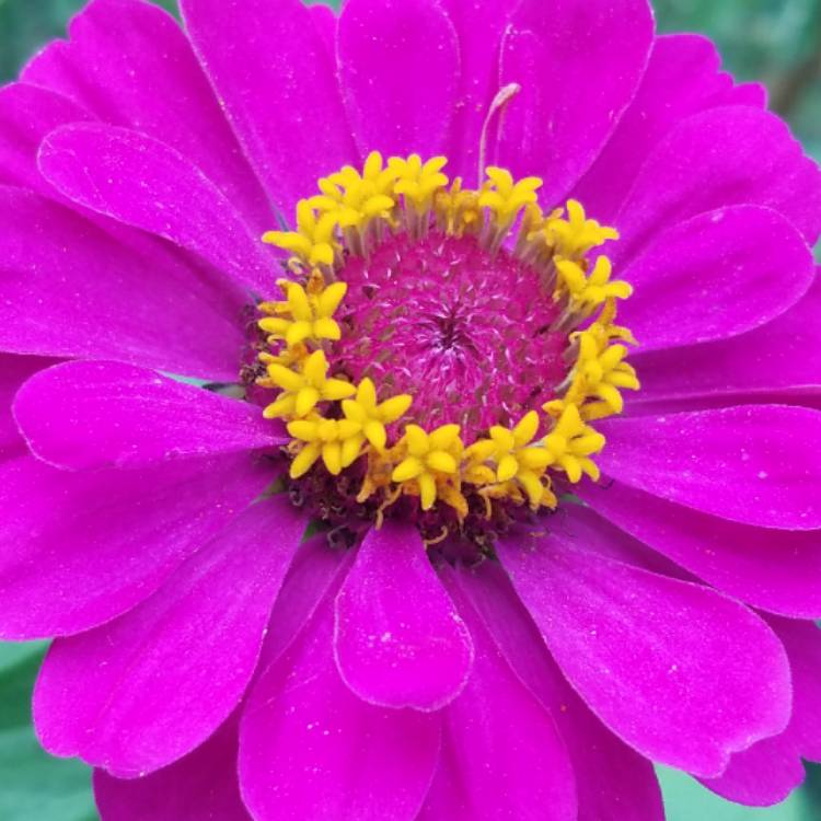 plant image 838373 plant image 838373