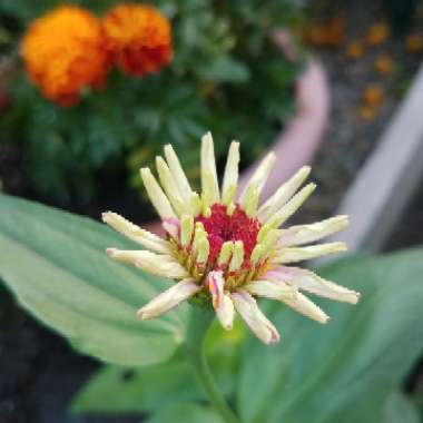 Zinnia elegans 'Purple Prince'