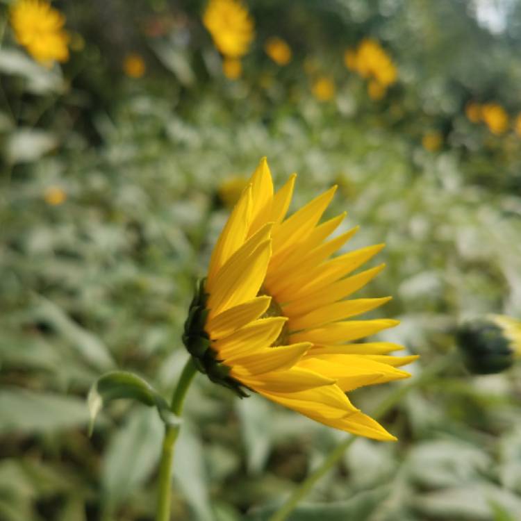 plant image 840751 plant image 840751