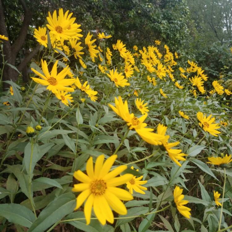 plant image 844224 plant image 844224