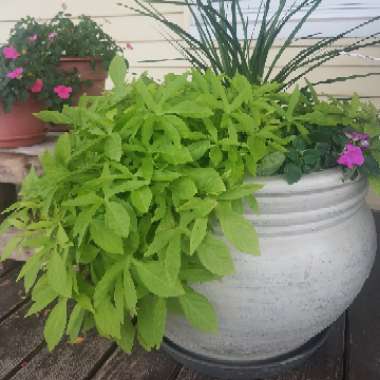 Ipomoea Batatas