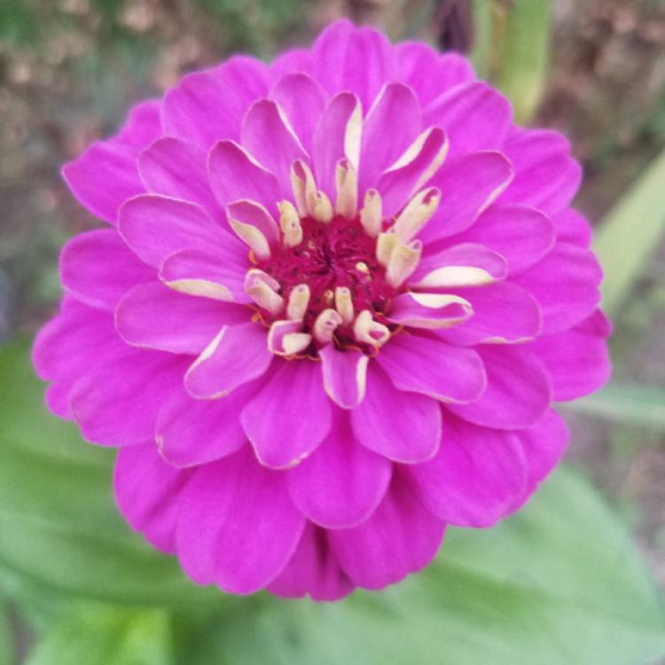 plant image 850049 plant image 850049