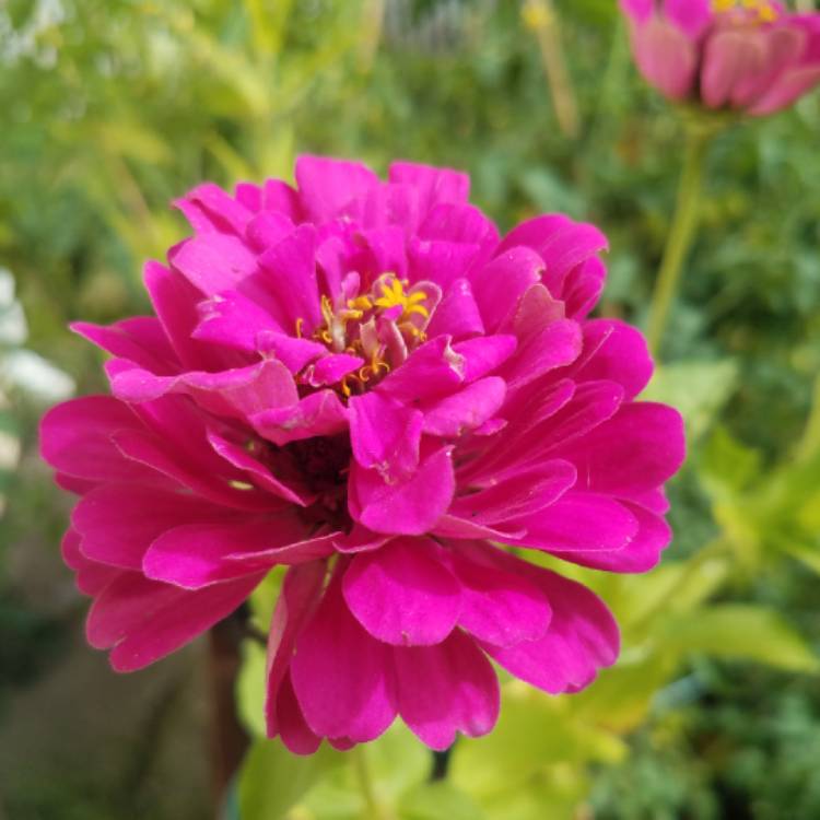 plant image 854457 plant image 854457