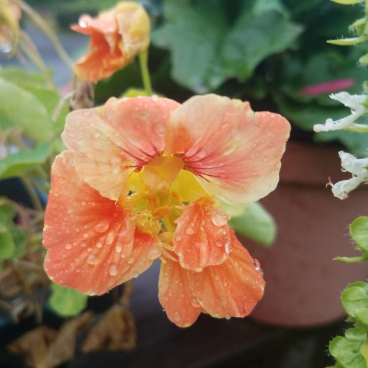 plant image 854673 plant image 854673
