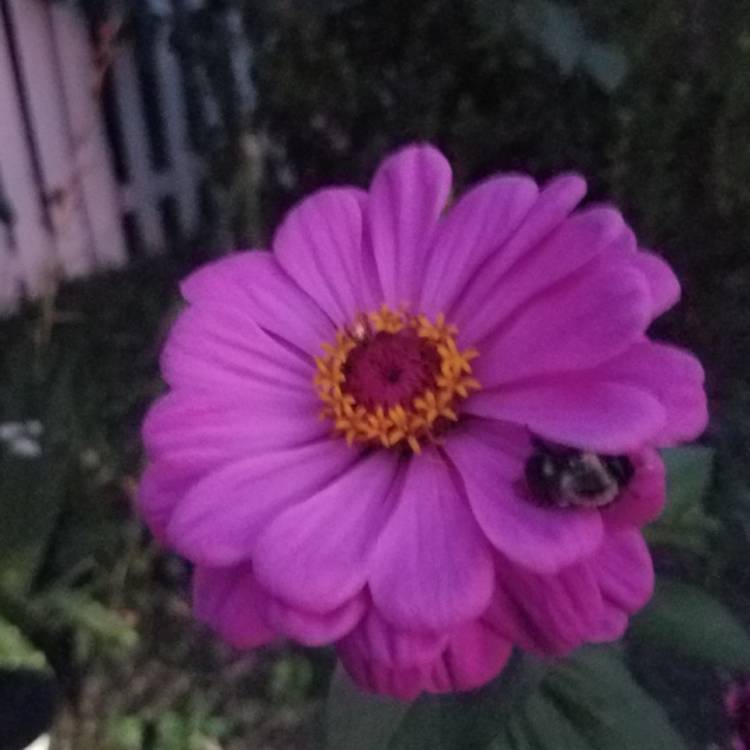 plant image 855997 plant image 855997