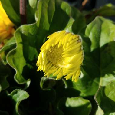 Gerbera