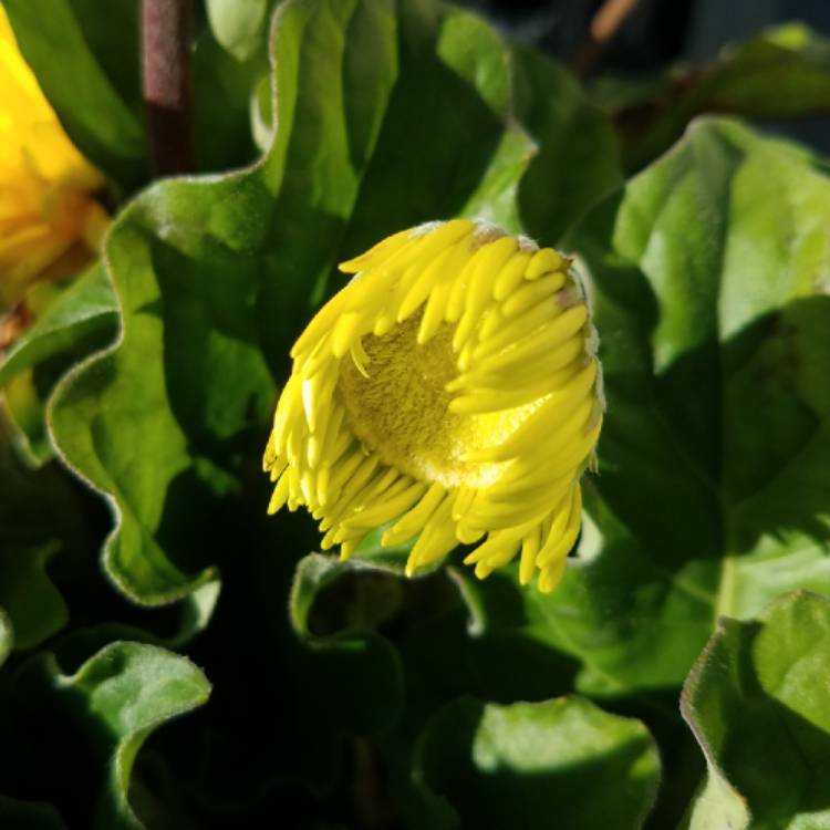 plant image 871677 plant image 871677