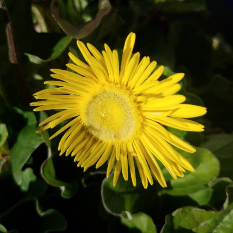 plant image 873998 plant image 873998
