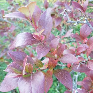 Vaccinium corymbosum