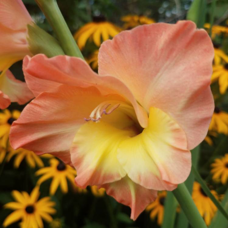 plant image 912483