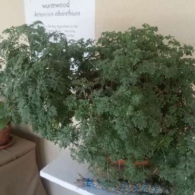 Artemisia Absinthium