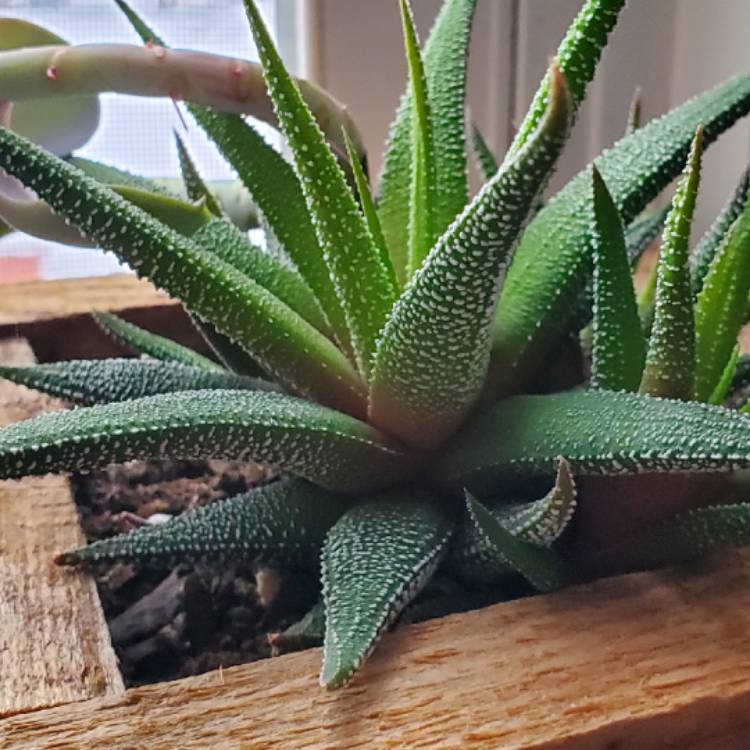 plant image 956472
