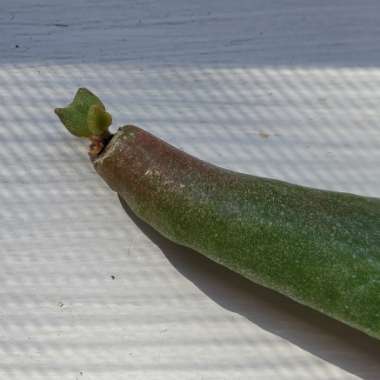 Crassula ovata Hobbit