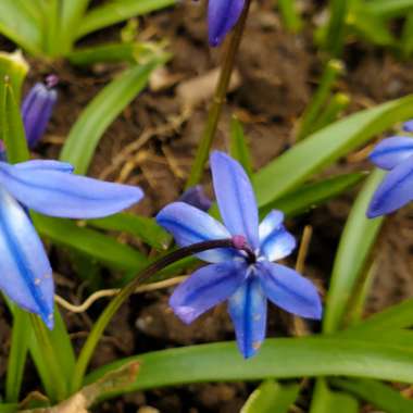 Scilla siberica