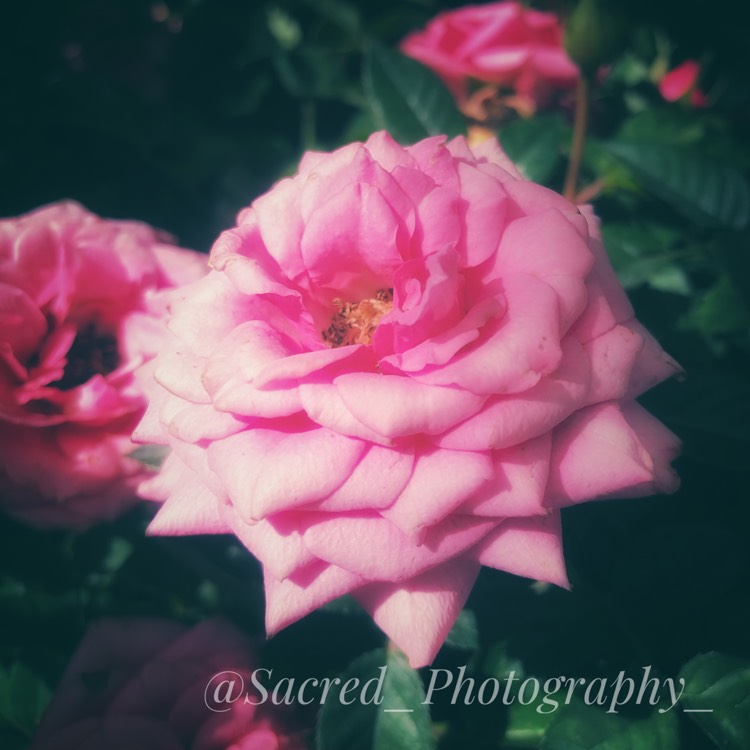 Plant image Rosa 'The Children's Rose'