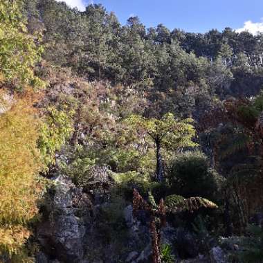 Dicksonia squarrosa
