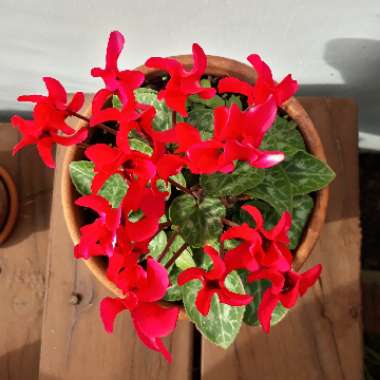 Cyclamen (Hardy)