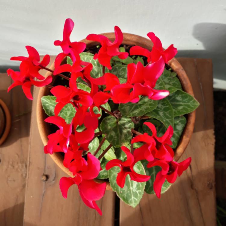 plant image 1297523