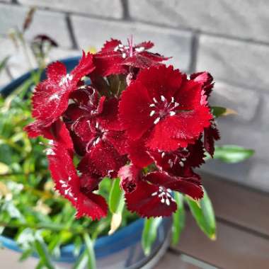 Sweet William 'Sweet™ Black Cherry' ('Sweet™' Series)