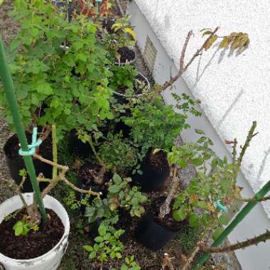 Lisa's garden