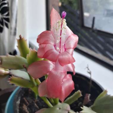 Christmas Cactus