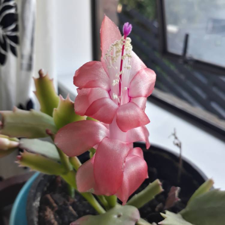 plant image 1301706