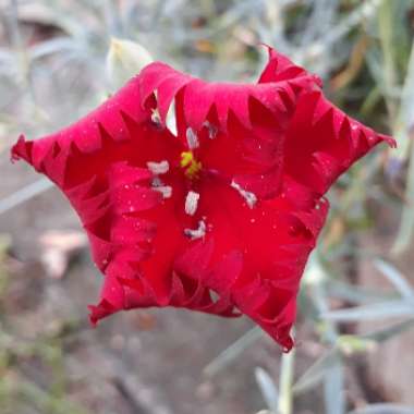 Carnation