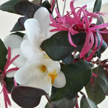 Chinese Fringe Flower