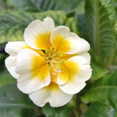 Polyanthus