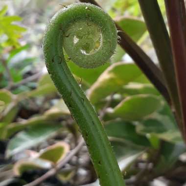 New Zealand Tree Fern