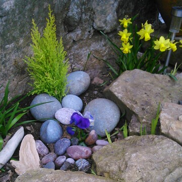 Sadie's garden